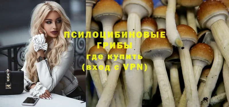 Псилоцибиновые грибы Psilocybine cubensis  мориарти наркотические препараты  Шагонар  как найти закладки 